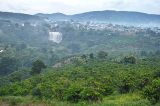 Nông trại cà phê